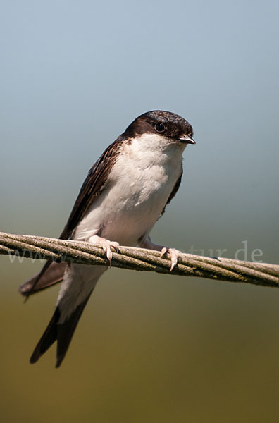 Mehlschwalbe (Delichon urbica)