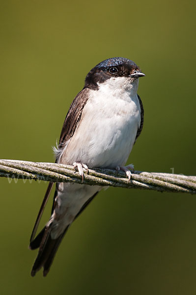 Mehlschwalbe (Delichon urbica)