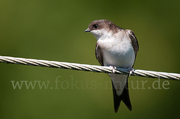 Mehlschwalbe (Delichon urbica)