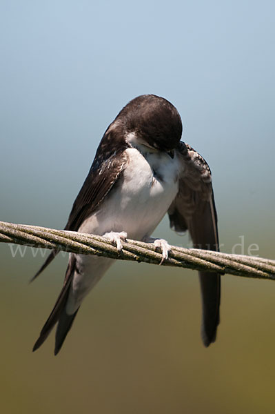 Mehlschwalbe (Delichon urbica)