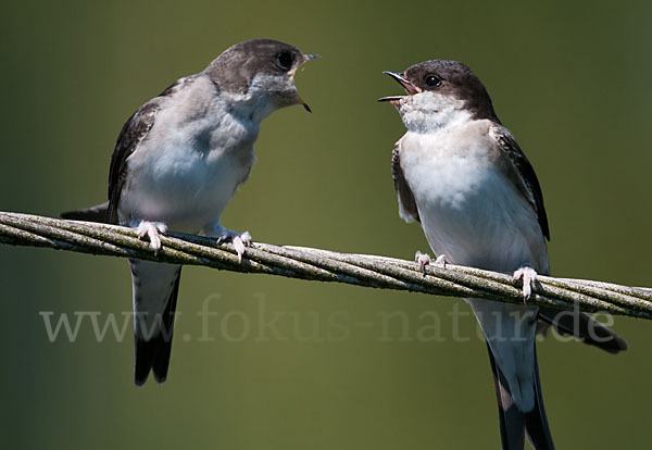 Mehlschwalbe (Delichon urbica)