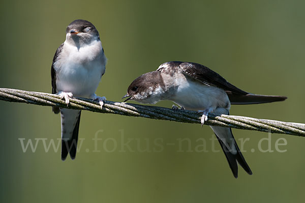 Mehlschwalbe (Delichon urbica)