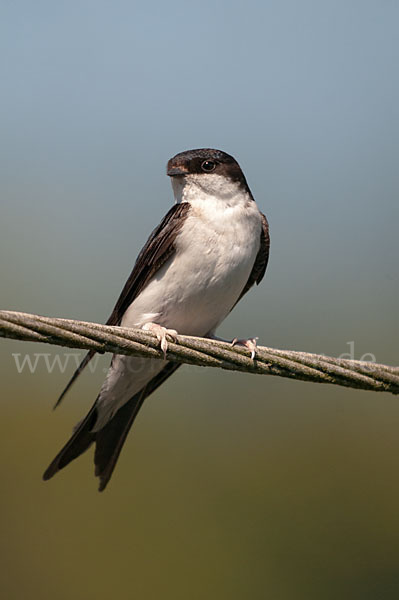 Mehlschwalbe (Delichon urbica)