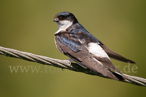 Mehlschwalbe (Delichon urbica)