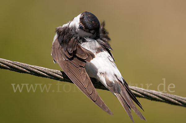 Mehlschwalbe (Delichon urbica)