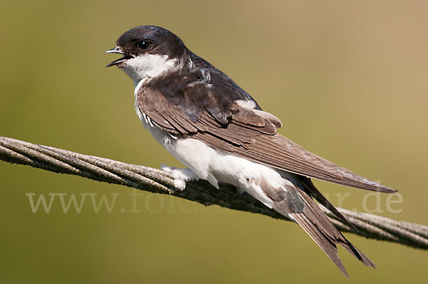 Mehlschwalbe (Delichon urbica)