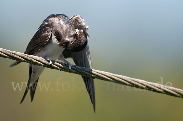 Mehlschwalbe (Delichon urbica)