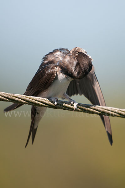 Mehlschwalbe (Delichon urbica)