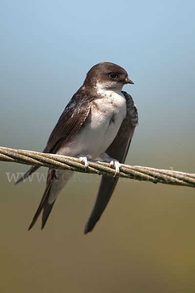 Mehlschwalbe (Delichon urbica)