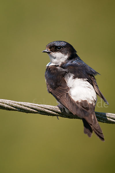 Mehlschwalbe (Delichon urbica)