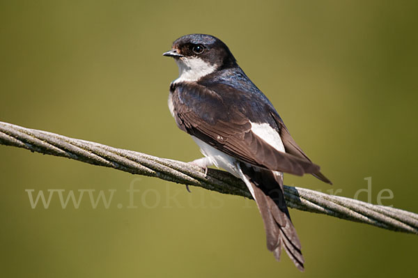 Mehlschwalbe (Delichon urbica)