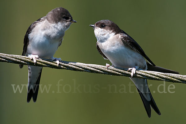 Mehlschwalbe (Delichon urbica)