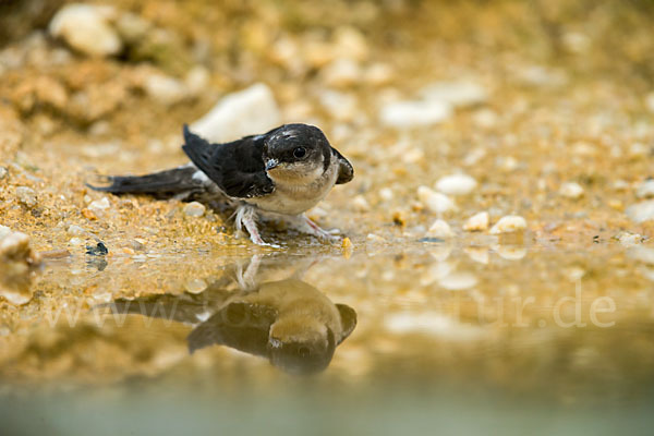 Mehlschwalbe (Delichon urbica)