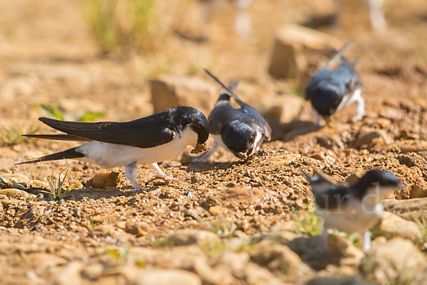 Mehlschwalbe (Delichon urbica)