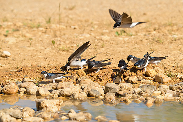 Mehlschwalbe (Delichon urbica)