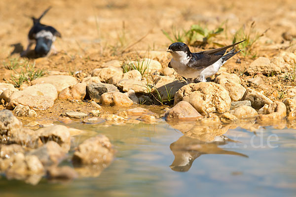 Mehlschwalbe (Delichon urbica)