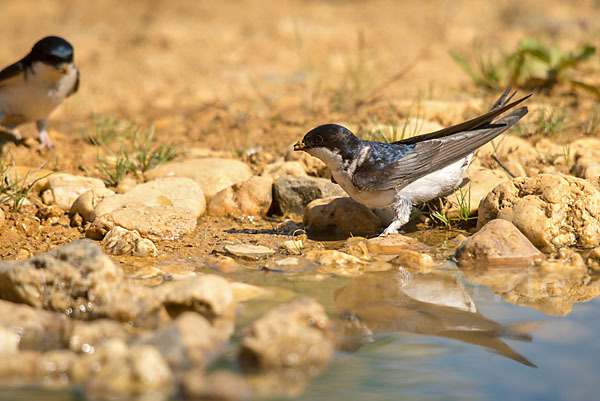 Mehlschwalbe (Delichon urbica)