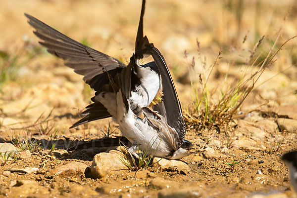 Mehlschwalbe (Delichon urbica)