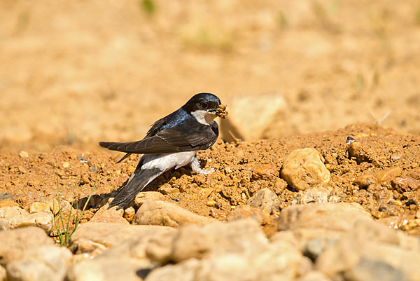 Mehlschwalbe (Delichon urbica)