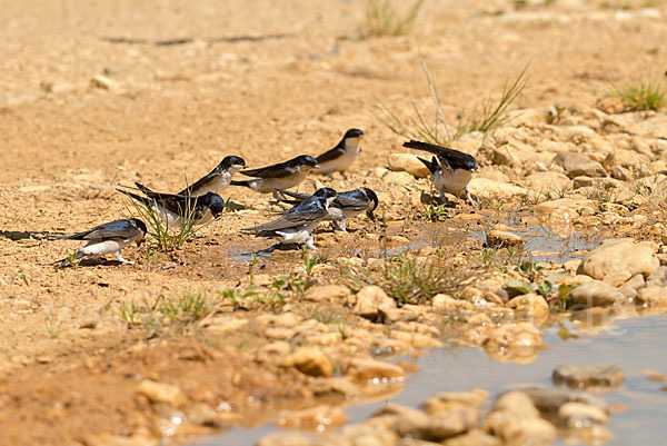 Mehlschwalbe (Delichon urbica)