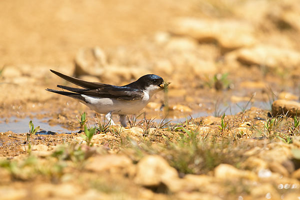 Mehlschwalbe (Delichon urbica)