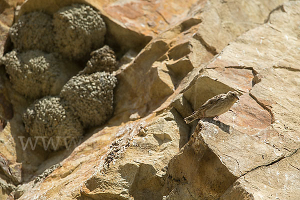 Mehlschwalbe (Delichon urbica)