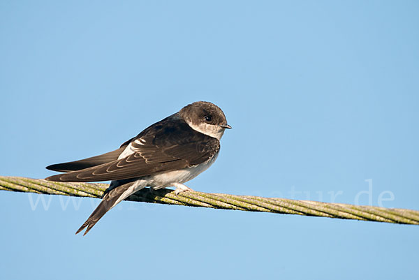 Mehlschwalbe (Delichon urbica)