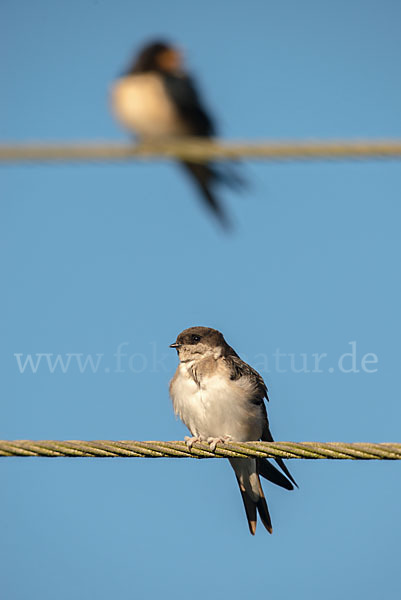 Mehlschwalbe (Delichon urbica)