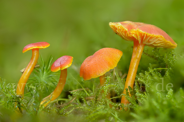 Mennigroter Saftling (Hygrocybe miniata)