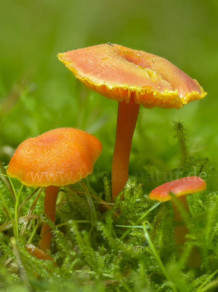 Mennigroter Saftling (Hygrocybe miniata)