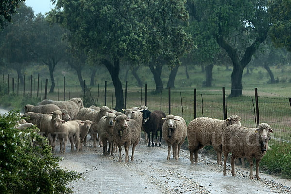 Merinoschaf (Ovis gmelini aries sspec.3)