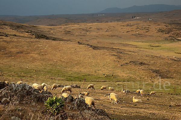 Merinoschaf (Ovis gmelini aries sspec.3)