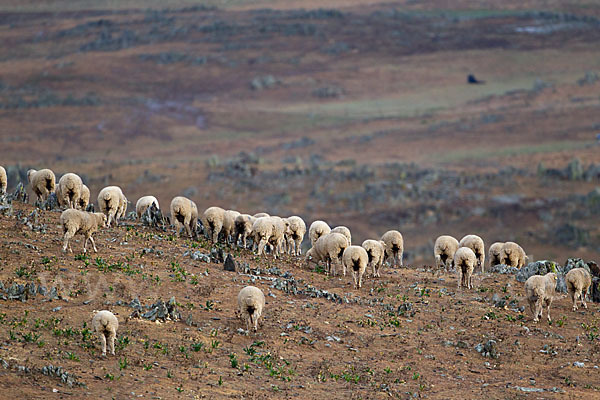 Merinoschaf (Ovis gmelini aries sspec.3)