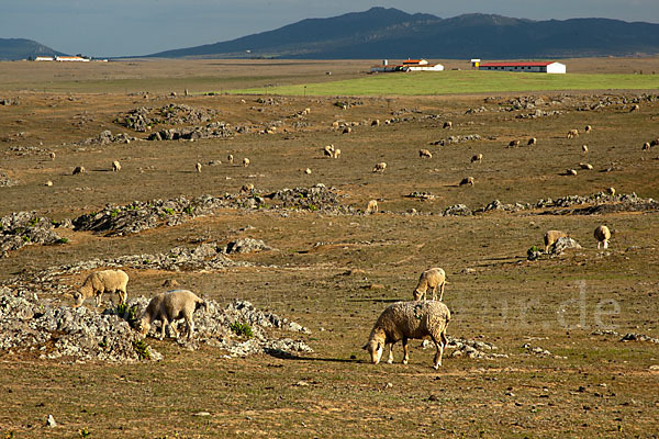 Merinoschaf (Ovis gmelini aries sspec.3)