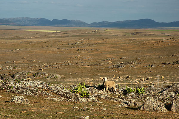 Merinoschaf (Ovis gmelini aries sspec.3)