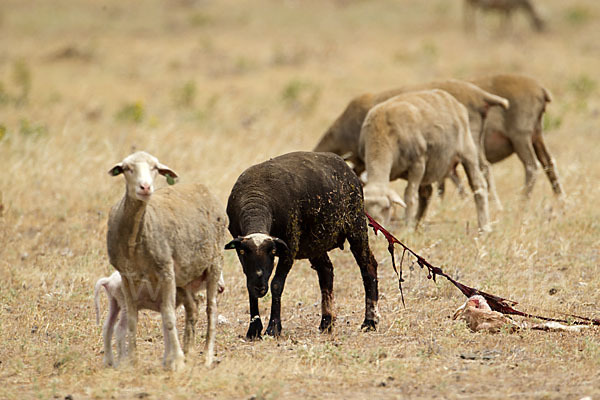 Merinoschaf (Ovis gmelini aries sspec.3)