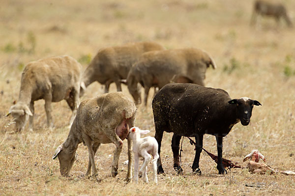 Merinoschaf (Ovis gmelini aries sspec.3)