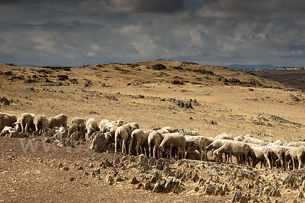 Merinoschaf (Ovis gmelini aries sspec.3)