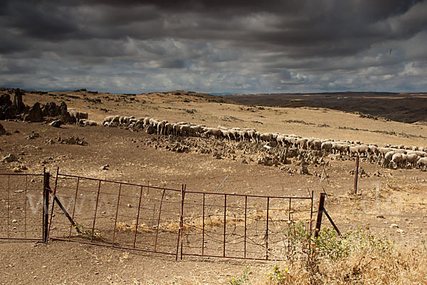 Merinoschaf (Ovis gmelini aries sspec.3)