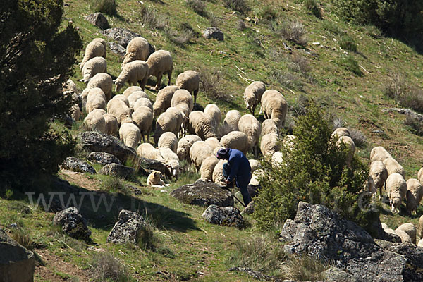 Merinoschaf (Ovis gmelini aries sspec.3)