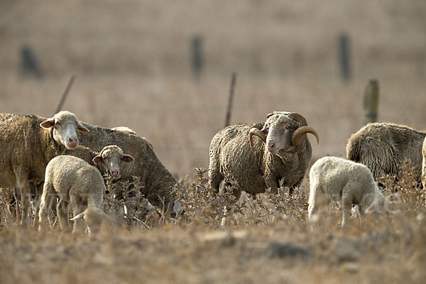 Merinoschaf (Ovis gmelini aries sspec.3)