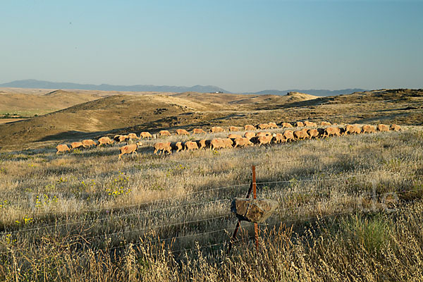 Merinoschaf (Ovis gmelini aries sspec.3)