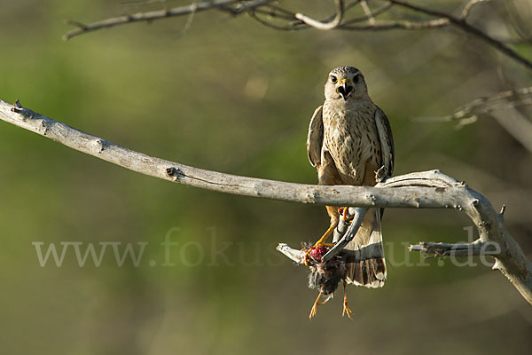 Merlin (Falco columbarius)