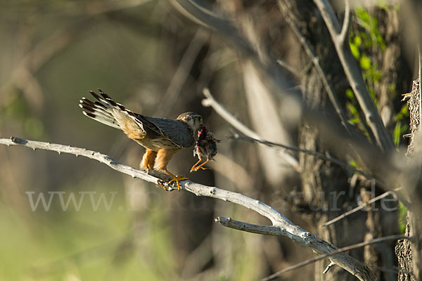 Merlin (Falco columbarius)