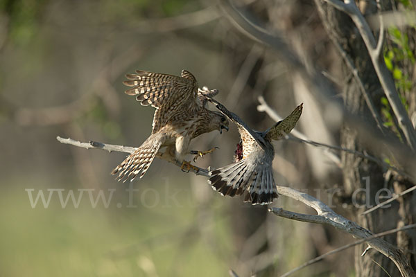 Merlin (Falco columbarius)