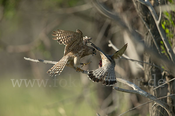 Merlin (Falco columbarius)