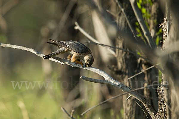 Merlin (Falco columbarius)