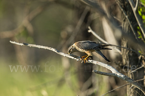 Merlin (Falco columbarius)