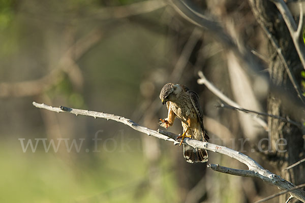 Merlin (Falco columbarius)