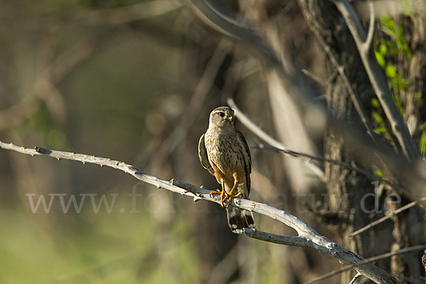 Merlin (Falco columbarius)